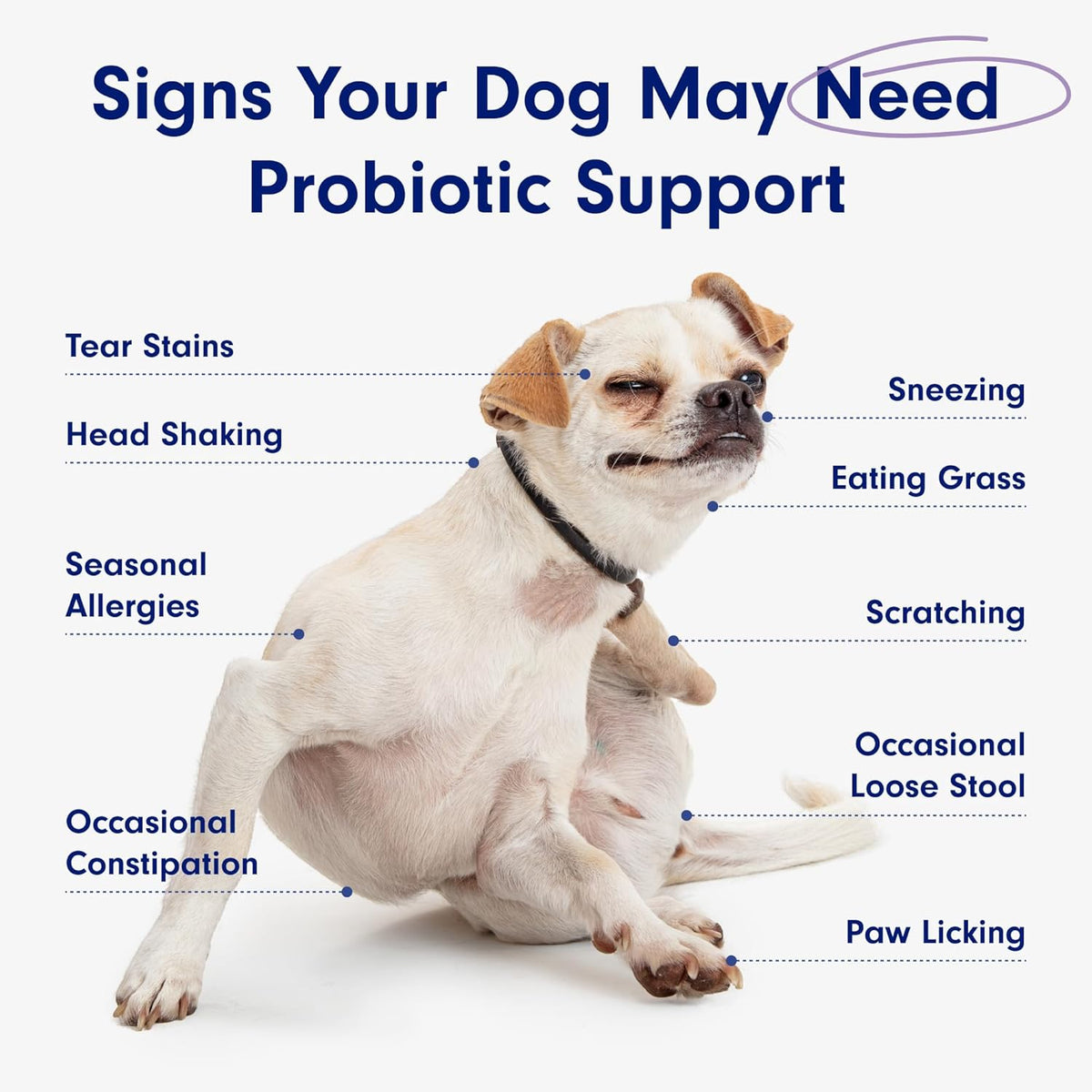 PetLab Co. Probiotics for Dogs, Support Gut Health, Occasional Diarrhea, Digestive Health & Seasonal Allergies - Pork Flavor - 30 Soft Chews - Packaging May Vary